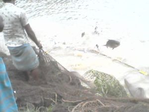 নড়াইলে চলছে ডিমওয়ালা মাছ নিধন ॥ প্রশাসন নীরব 16