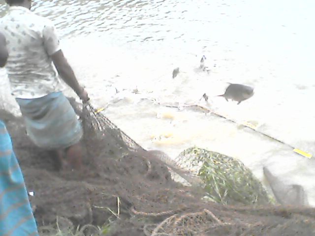 নড়াইলে চলছে ডিমওয়ালা মাছ নিধন ॥ প্রশাসন নীরব 15