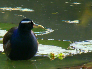 সংক্ষিপ্ত বিশ্ব সংবাদ-২০ (৭-৮-১২) 9
