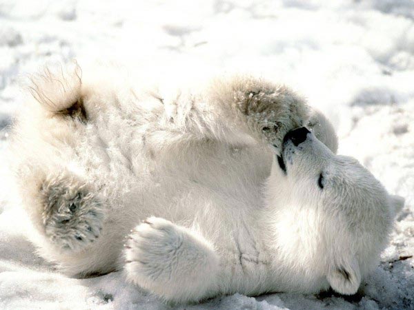 playful_polar_bear-