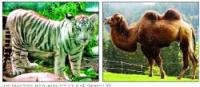 ঢাকা চিড়িয়াখানা : সাদা বাঘ উটসহ আসছে ১২ বিরল প্রজাতির পশুপাখি 16
