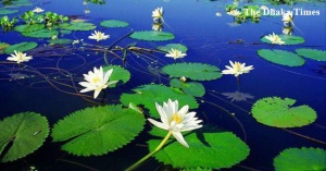 Flower Lily of being lost