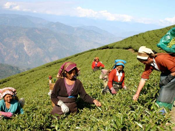 Tea workers