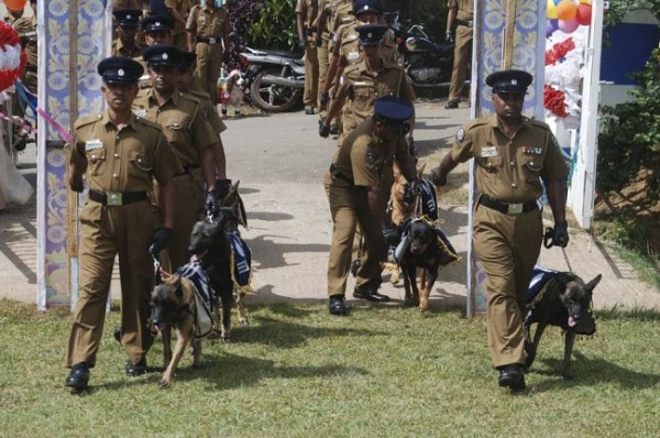 Sri Lanka Dogs Wedding