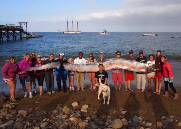 14 feet long fish