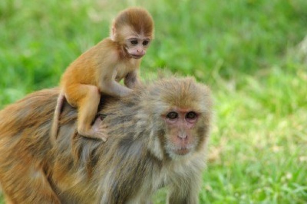 5742951-a-baby-rhesus-macaque-monkey-rides-his-mother-in-kathmandu-nepal