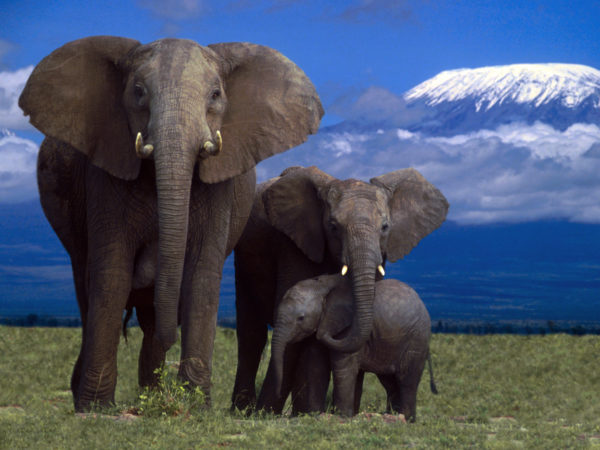 African Elephants with Calf