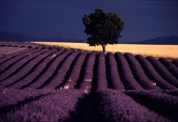 Lavender_and_Wheat_rotated