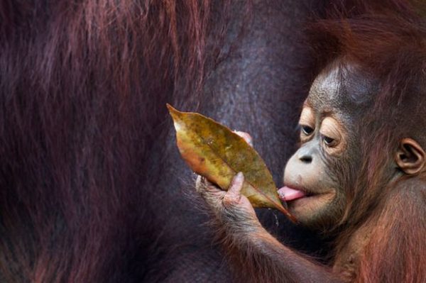 a-baby-orangutan-has-a-taste-of-a-leaf-pic-solent-397844273-91114