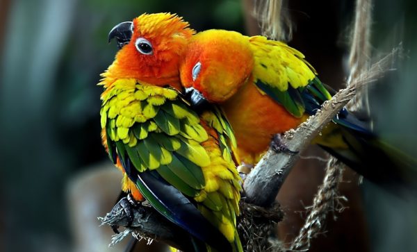 beautiful-parrots-birds