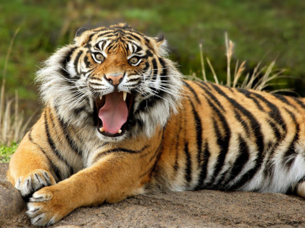 bengal_tiger_roaring-normal