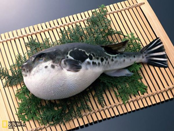 fish phugu-4