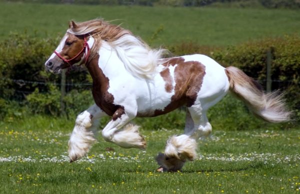 the beautiful horse