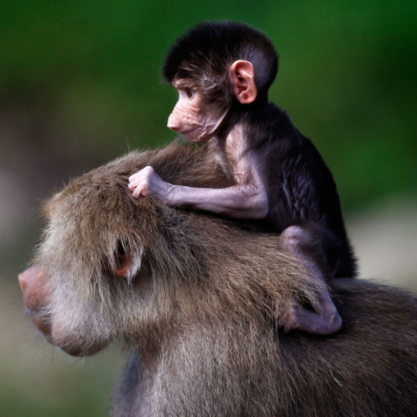 the most beautiful baboon picture in the world baby-baboon baboon attacks baboon breeding, baboon facts baboon family baboon fights baboon habitat  baboon safaris baboon species baboon pictures