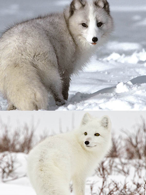 Arctic Fox-001