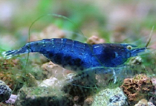 blue-shrimp-3813-p