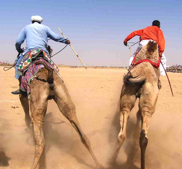 camels_racing