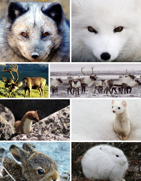 color-changing-foxes-arctic-animals