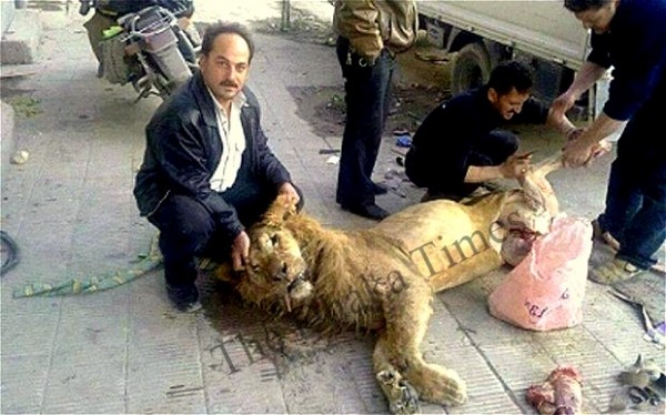 Syrians cutting up a lion
