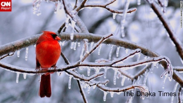 131211090000-ice-bird-irpt-horizontal-gallery