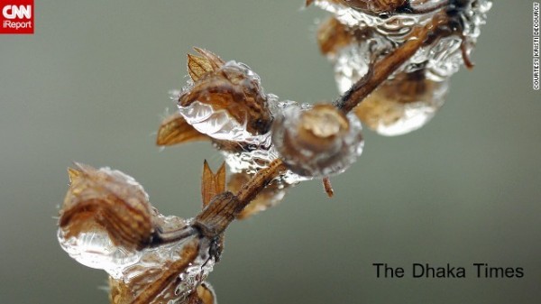 131211090047-ice-buds-irpt-horizontal-gallery