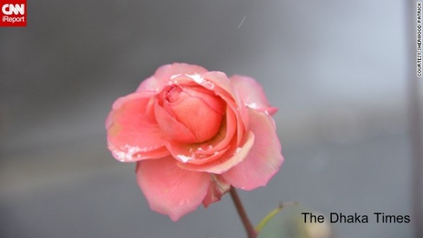 131211090239-snow-rose-irpt-horizontal-gallery