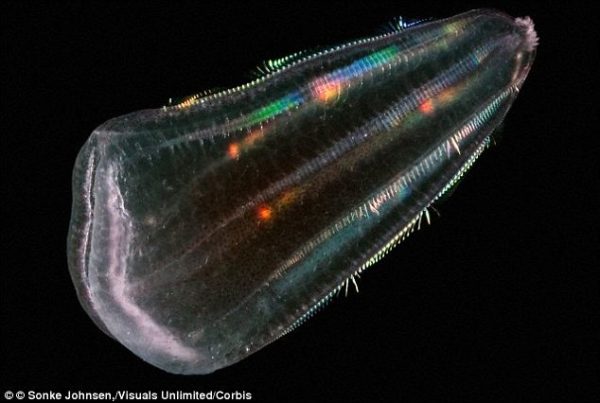 Genome-Sequence-Of-A-Comb-Jelly