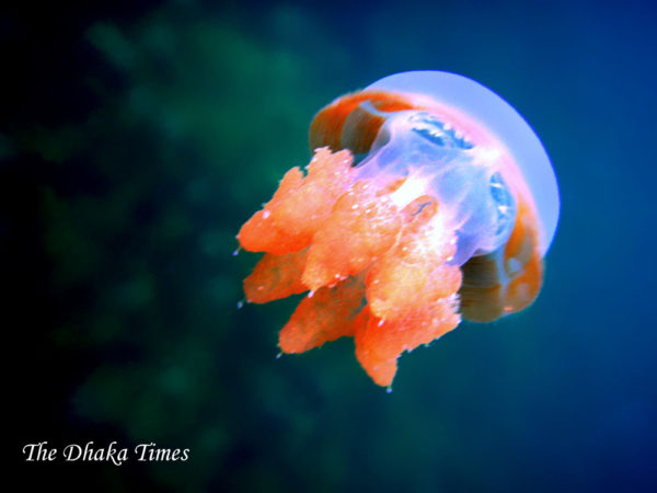 Stingless_jellyfish