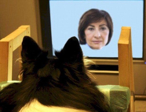 Dogs Recognize Familiar Faces from Images