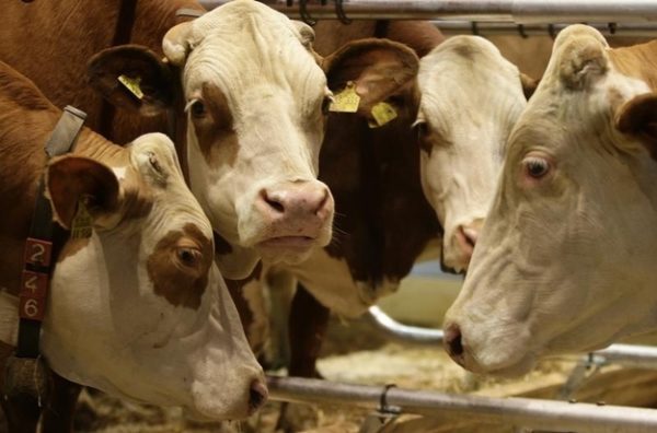 enhanced-buzz-18090-1386702108-24