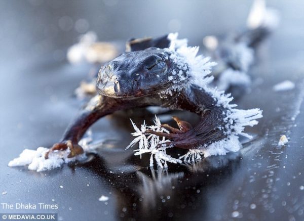 article-2541327-1A7D95B000000578-249_634x462