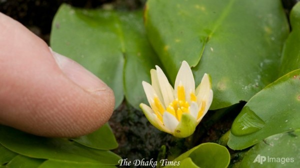 water-lily-nymphaea
