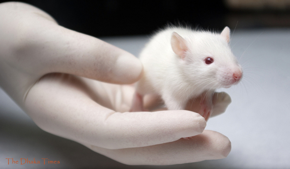 Animal-Testing-Could-Be-Replaced-by-Human-Skin-Grown-From-Stem-Cells1