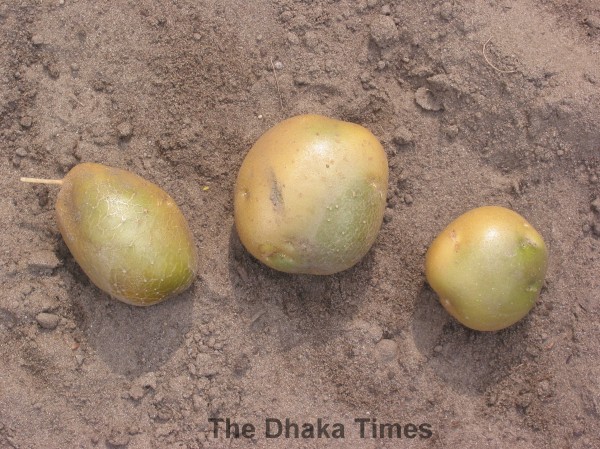 Groene_aardappels_'Doré'_(Solanum_tuberosum_'Doré')