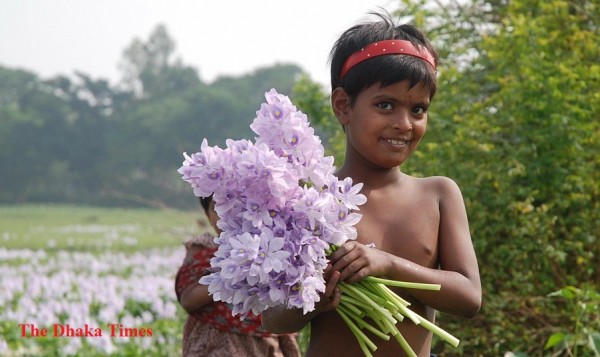 Hyacinth flowers