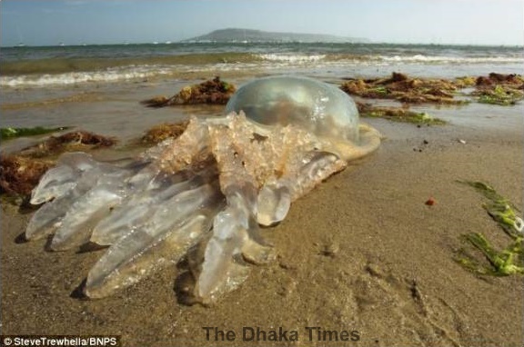 More_giant_jellyfish_wash_up_across_South_Coast_begfgaches_as_seas_warm_up_Mail_Online_-_2014-05-12_23.20.09
