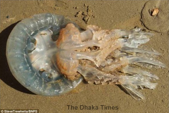 More_giant_jellyfish_wash_up_across_South_Coast_begfgachfffes_as_seas_warm_up_Mail_Online_-_2014-05-12_23.20.09