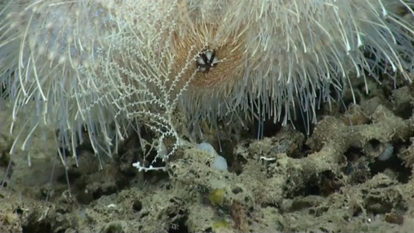 Urchin-Eating-Coral