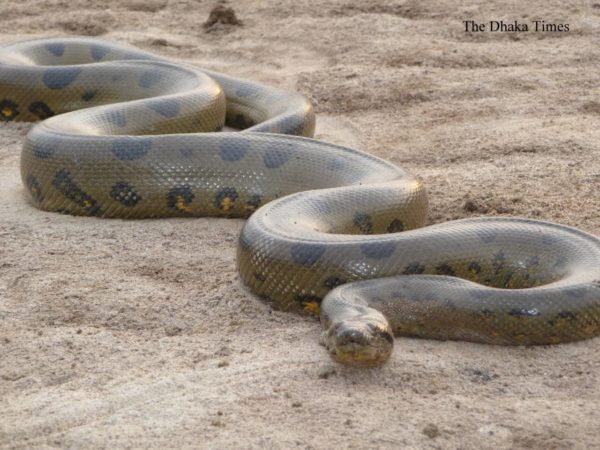 anaconda-from-snakespictures.net_