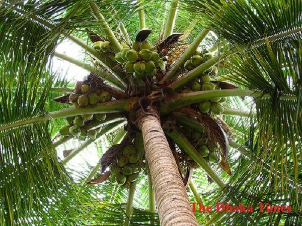 picture of a coconut tree