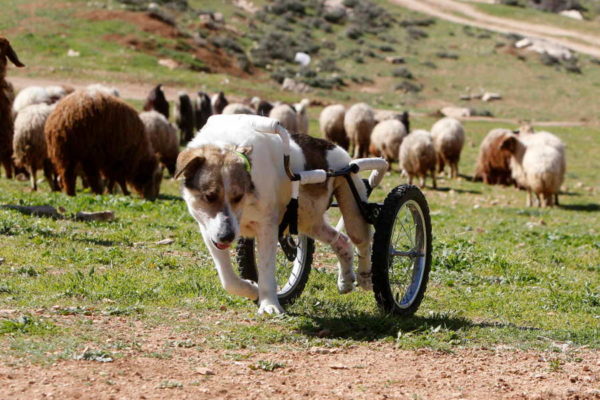 Abayed, a six-year-old herding dog, walks with a specially-made wheeled walking aid outside the Humane Center for Animal Welfare near Amman