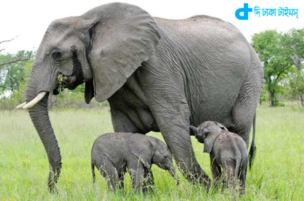 Elephant and her brood