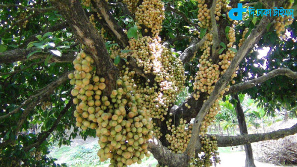 থোকায় থোকায় লটকন 1 Latkan bundles