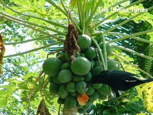 Ripe papaya