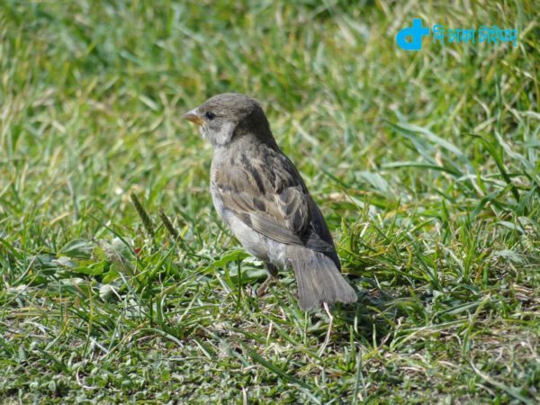 One small beautiful bird sparrow