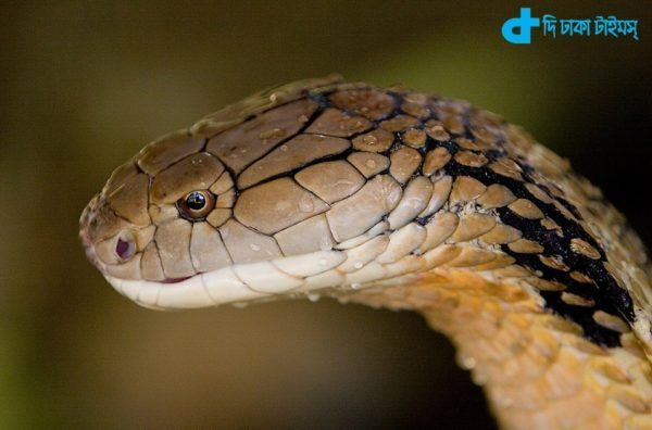 largest venomous snake of unknown