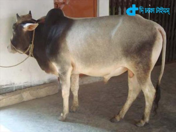 Maharashtra, India banned the beef