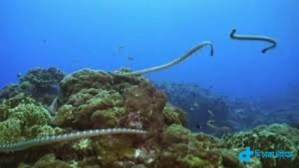 Awesome snake island story-2
