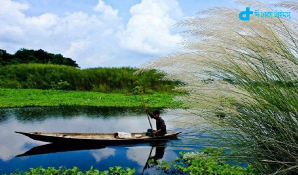Catkin and riverine landscapes in Bangladesh