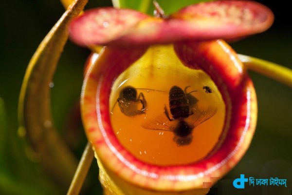 Insects in Pitcher Plant